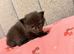 6 beautiful tabby kittens