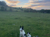 Collie pups