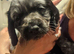 Gorgeous working cocker spaniel puppies