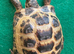 Horsfield tortoise