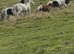 Appaloosas cross cob