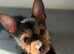 Loving Jack Russell mix looking for forever home
