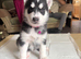 Adorable Siberian Huskies Puppies