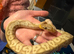 Beautiful banana vanilla python