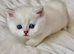Beautiful Scottish Fold Kittens – Ready from 1st August