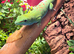 Adult male Madagascan giant day gecko