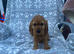 Cockapoo puppies for sale