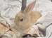 Male young netherland dward lionhead