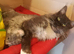 Pedigree kittens in Manchester