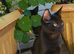 Girl black kitten