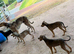 READY TO LEAVE. Stunning Lurcher puppies!! Dogs only!!