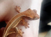 3 baby crested geckos