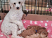TINY TOY POODLE