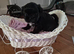 Shi tzu pups