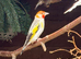 Siberian goldfinch male