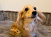 Loving miniature dachshund girl