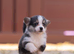 Show quality Pembrokeshire corgi READY!!!