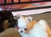 Beautiful chihuahua puppies kc