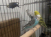 Baby Budgies available £75 a pair