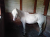 Few Spot mare 8 year old in foal (Project)