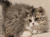 Selkirk Rex 10 months old, chipped