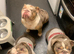 Female English bulldog