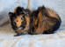 Bonded Pair Abyssinian Boars