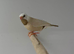 Long-tailed Finch