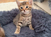 Beautiful Bengal x kittens