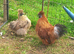 Pair miniature silkies