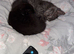 2 male kittens