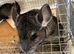 Beautiful 3 month old, Standard Grey Sisters. &pound;90 each