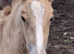 **Double Pearl filly**