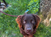 Labrador / spaniel mix