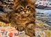KING SIZE Maine Coons kittens reg.GCCF