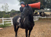 Super duper 15.2hh , 8yr old allrounder