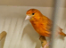 Stunning red hen