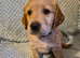 Golden retriever puppy's