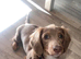 PET ONLY! Mini dachshund
