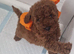 Miniature Poodle