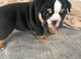 stunning litter of english bulldogs