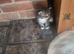 Siberian and chinchilla kittens