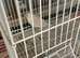 Mixed Canaries For Sale all 2026