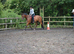 Very Attractive 14.3hh 10 year old bay gelding