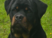Rottweiler male from world class kennels