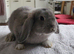 Mini lop
