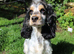 Female cocker for rehoming