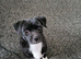 Rehome