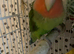 Very beautiful peach lovebird male