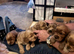 Beautiful Cockerpoo puppies for sale